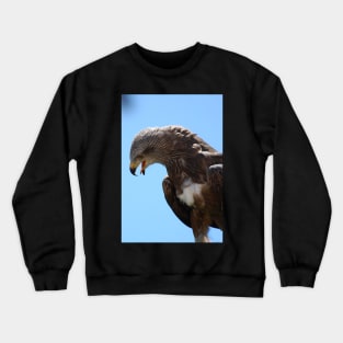 Red Tailed Hawk Crewneck Sweatshirt